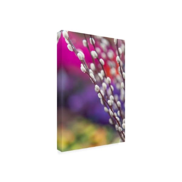 Jenny Rainbow Fine Art 'Spring Willow Branch' Canvas Art,12x19